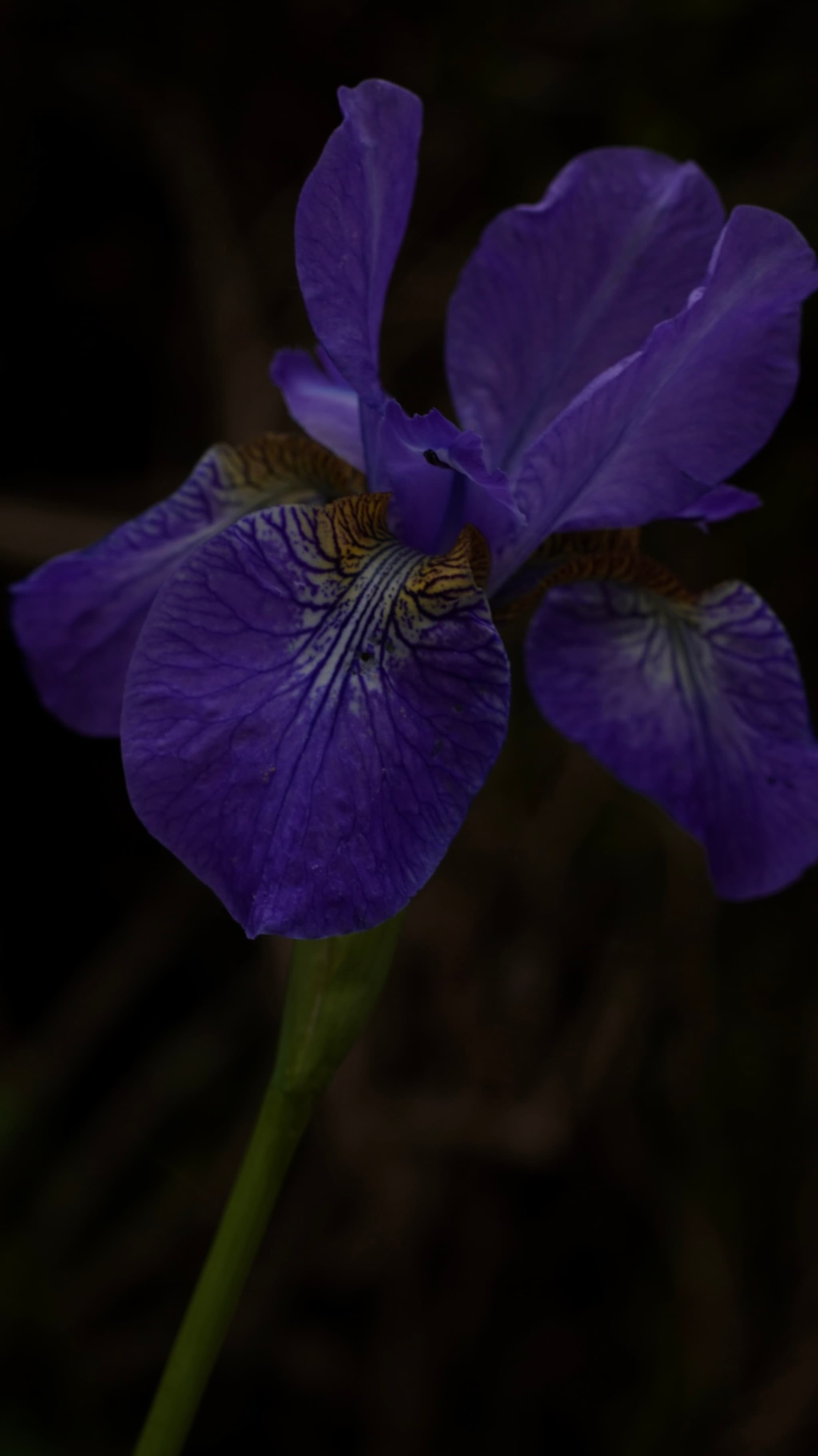 A close-up of a purple iris flower against a dark background