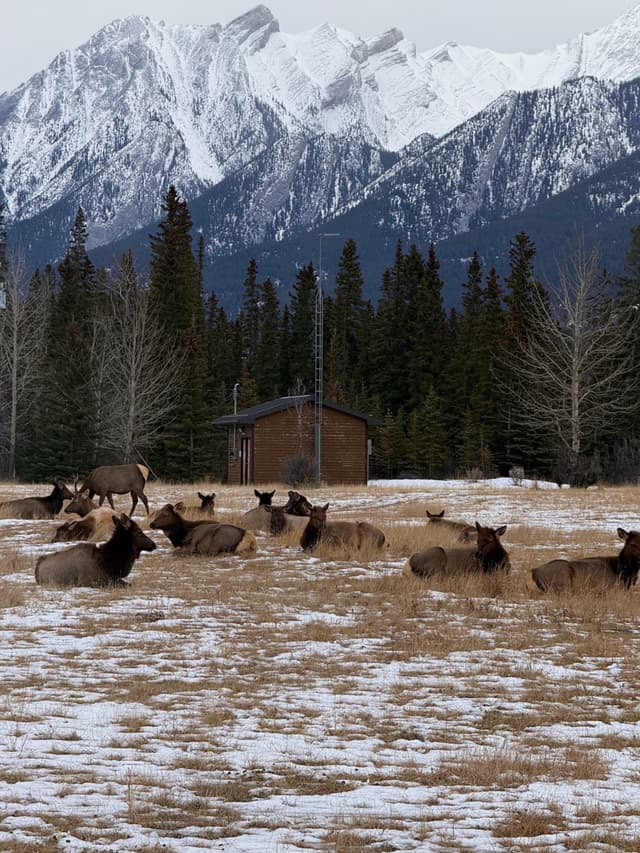 elk friends